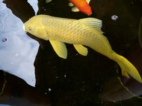 Peixe Carpa Amarelo Ogon Está Nadando Lentamente Uma Lagoa Phrae Imagem De Stock