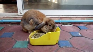 Holland lop rabbit is eating dry hay form a tray at hometown . Chiang Mai Thailand.