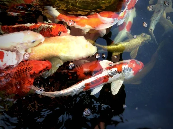 Peixes Carpa Extravagantes Estão Nadando Uma Multidão Competindo Uma Lagoa — Fotografia de Stock