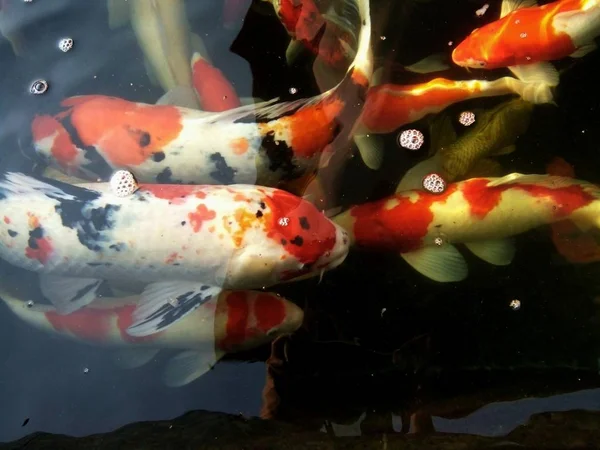 Ausgefallene Karpfenfische Schwimmen Einer Menschenmenge Und Wetteifern Einem Heimischen Teich — Stockfoto