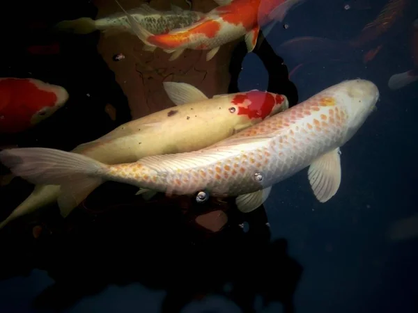 Ikan Mas Yang Mewah Berenang Keramaian Dan Bersaing Kolam Rumah — Stok Foto