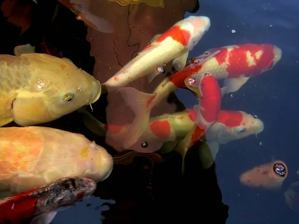 Pesci Carpa Fantasia Stanno Nuotando Una Folla Competere Uno Stagno — Foto Stock