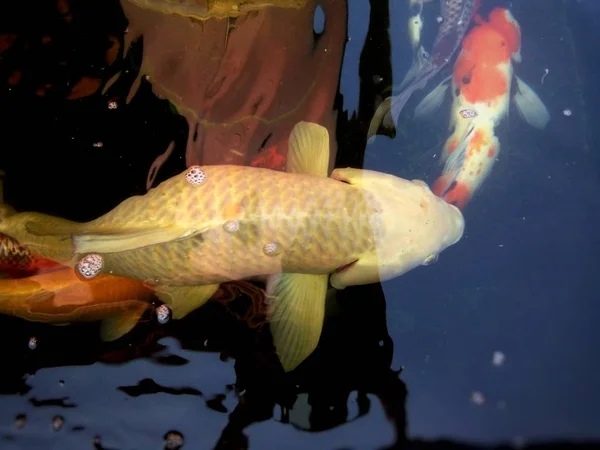 Ikan Mas Yang Mewah Ogon Berenang Bahagia Kolam Rumah Kebun — Stok Foto