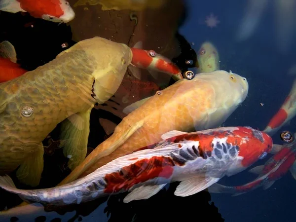 Peixes Carpa Extravagantes Estão Nadando Uma Multidão Competindo Uma Lagoa — Fotografia de Stock