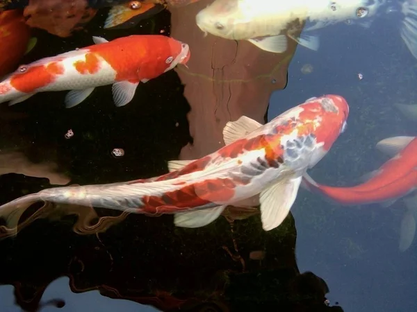 Los Peces Carpa Lujo Están Nadando Una Multitud Compitiendo Estanque — Foto de Stock