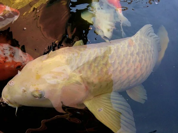 Ikan Mas Yang Mewah Ogon Berenang Bahagia Kolam Rumah Kebun — Stok Foto