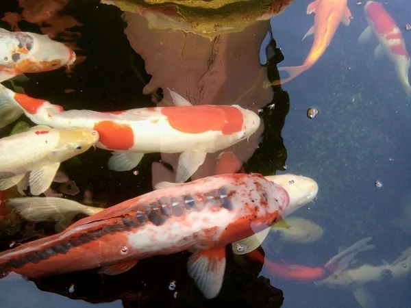 Ikan Mas Yang Mewah Berenang Keramaian Dan Bersaing Kolam Rumah — Stok Foto