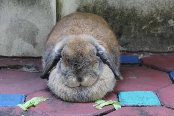 Sleepy Holland lop rabbit is sleeping on red concrete block floor at country home. Chiang Mai Thailand.