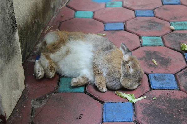 Sleepy Holland lop rabbit is sleeping on red concrete block floor at country home. Chiang Mai Thailand.