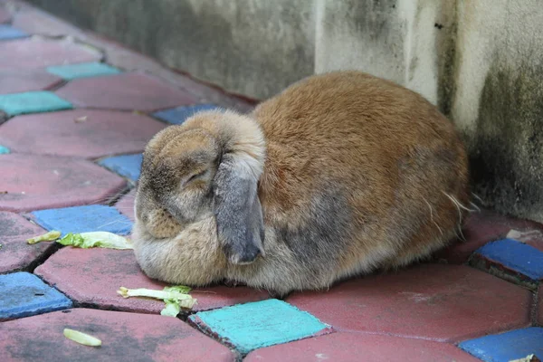 Sleepy Holland Lop Coelho Está Dormindo Piso Bloco Concreto Vermelho — Fotografia de Stock