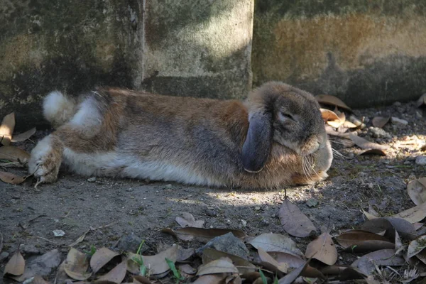 Sleepy Holland Lop Rabbit Sleeping Red Concrete Block Floor Country — Stock Photo, Image
