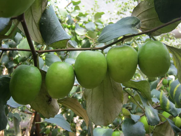 Leche Jujubes Colgando Arreglada Una Fila Del Árbol Granja Rural — Foto de Stock