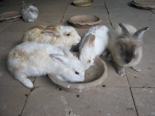 Bir Grup Tavşan Kırsal Kesimdeki Bir Tepside Yemek Yiyorlar Günde — Stok fotoğraf