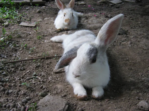 Das Süße Kaninchen Liegt Auf Einem Bauernhof Gaden Sie Ruhen — Stockfoto