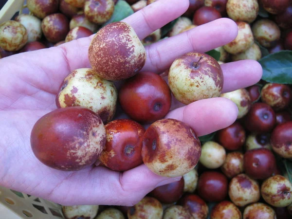 Čerstvé Ovoce Jujube Ruce Trhu Čerstvým Ovocem Fráze Thajsko Stock Fotografie