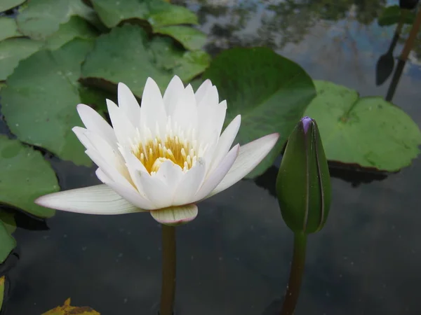 Biały Kwiat Lotosu Kwitnący Stawie Jest Piękny Czuć Się Spokojnie — Zdjęcie stockowe