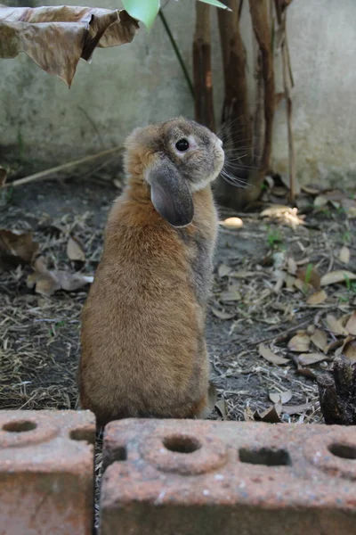 Holland Lop Conejo Está Pie Mirando Hacia Atrás Propietario Jardín — Foto de Stock