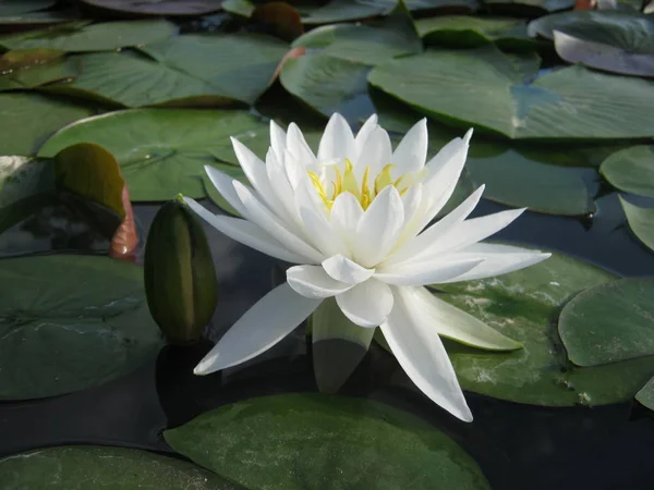 Biały Kwiat Lotosu Kwitnący Stawie Jest Piękny Czuć Się Spokojnie — Zdjęcie stockowe