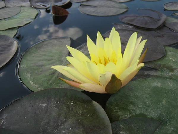 Żółty Kwiat Lotosu Kwitnący Stawie Jest Piękny Czuć Się Spokojnie — Zdjęcie stockowe