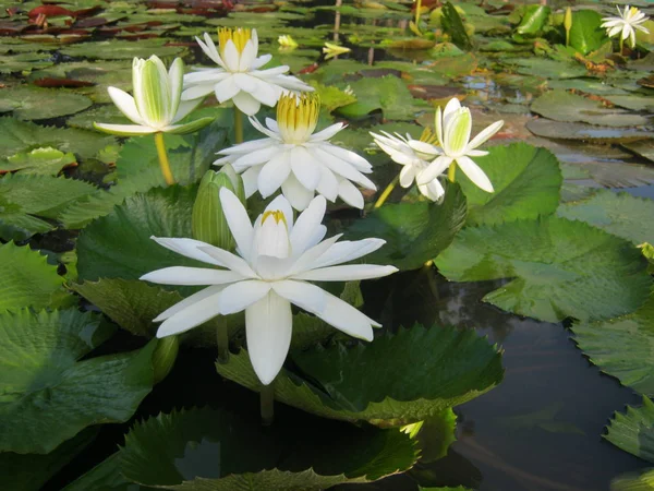 Białe Kwiaty Lotosu Kwitnące Stawie Jest Piękny Czuć Się Spokojnie — Zdjęcie stockowe