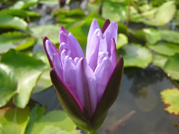 Violet Lotus Flower Blooming Pond Beautiful Feel Peaceful Temple Uttaradit — 스톡 사진