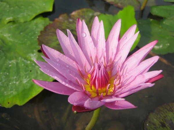 Pink Lotus Flower Blooming Pond Beautiful Feel Peaceful Temple Uttaradit — 스톡 사진