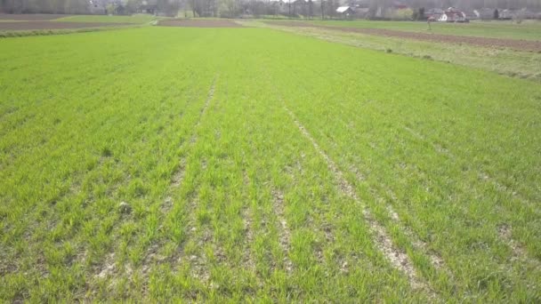 Vlucht Een Veld Van Groene Lente Met Stijgende Graan Landbouw — Stockvideo