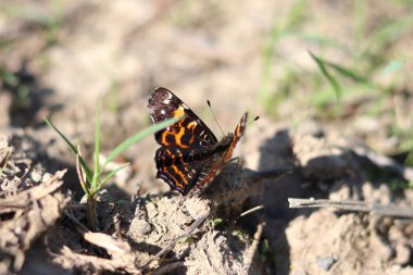 Güzel kelebek Amiral uçmaya hazır. Uçan böcek. Arka plan bulanık. Vanessa atalanta.