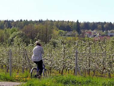 Bisikletçi bir bisiklet çiçek açan elma bahçesi için sürücüler. Bir çiçek bir elma ağacının üzerinde arka plan bulanık. Tarım arazisi. Meyve çiftlik. Yeni bir mahsul mikrop. Çiçek açan elma çiftliği.