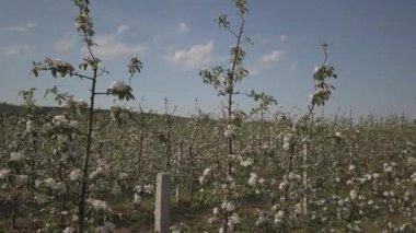 Çiçek açan elma çiftliği. Modern line-up bahar güneşli bir öğleden sonra genç bir meyve bahçesi. Bir çiçek bir elma ağacının üzerinde arka plan bulanık. Tarım arazisi. Meyve çiftlik. Yeni bir mahsul mikrop.