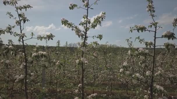 盛开的苹果种植园 一个年轻的果园 在一个春天的阳光明媚的下午的现代线 在模糊的背景下 一棵苹果树的花朵 农用地 水果农场 新作物的胚芽 — 图库视频影像
