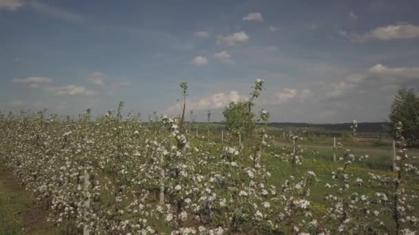 Blooming Apple Plantation Young Orchard Modern Line Spring Sunny Afternoon — Stock Video