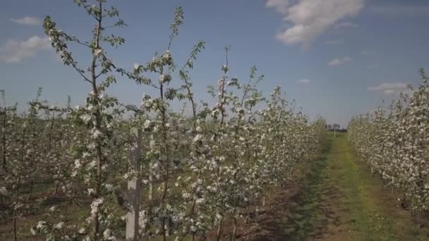 Floreciente Plantación Manzanas Joven Huerto Alineación Moderna Una Tarde Soleada — Vídeos de Stock