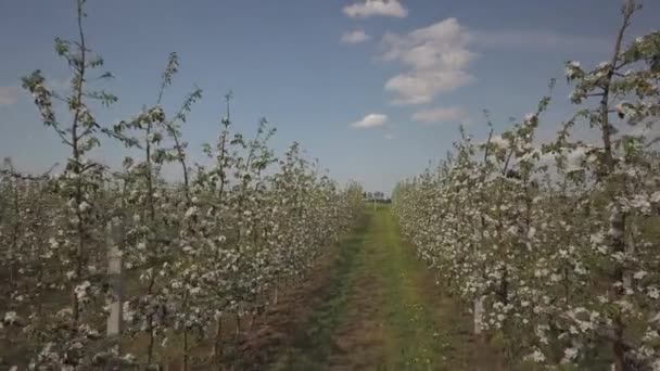 Kwitnący Apple Plantacji Młody Sad Nowoczesny Line Wiosenne Popołudnie Słoneczny — Wideo stockowe