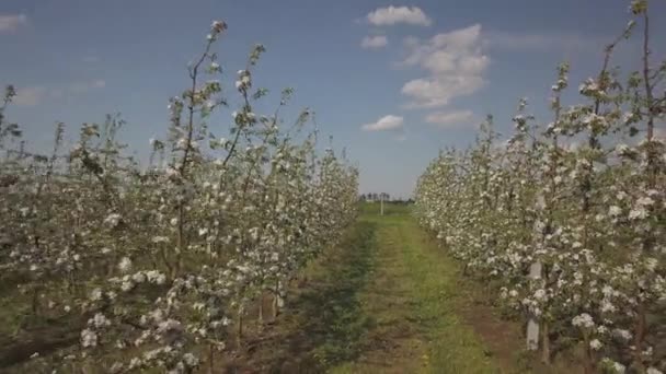 Kvetoucí Jablko Plantáž Mladý Ovocný Sad Moderní Line Jarní Slunečné — Stock video