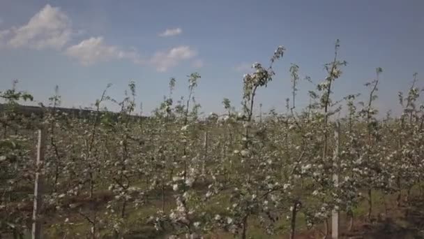 咲くリンゴ農園 春の晴れた日の午後の近代的なラインアップの若い果樹園 背景をぼかした写真のりんごの木の花 フルーツの農場 新しい作物の生殖 — ストック動画