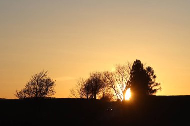 Ağaçlar ve kuzenleri bir turuncu günbatımı arka planı karanlık siluet. Romantik bir ruh hali için akşam doğa çekiliyor. Sıcak renkler. Avrupa kıtasının ılıman iklim bölgesi.