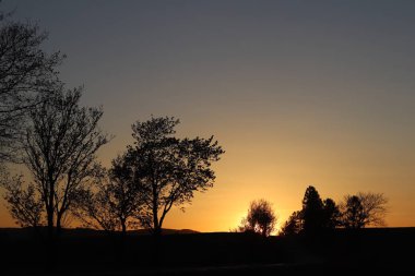 Ağaçlar ve kuzenleri bir turuncu günbatımı arka planı karanlık siluet. Romantik bir ruh hali için akşam doğa çekiliyor. Sıcak renkler. Avrupa kıtasının ılıman iklim bölgesi.