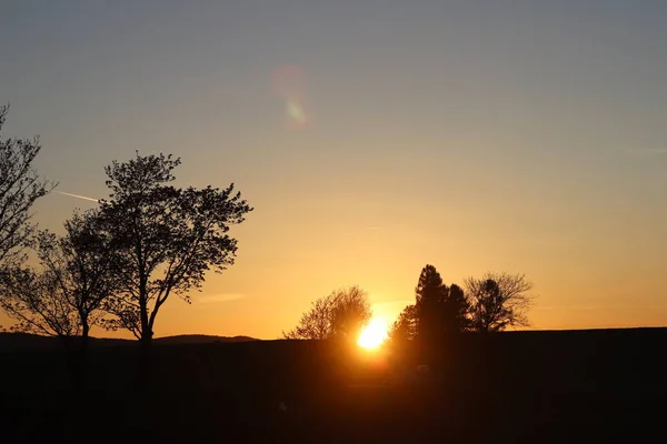 Dark Silhouette Trees Cousins Background Orange Sunset Evening Nature Folds — Stock Photo, Image