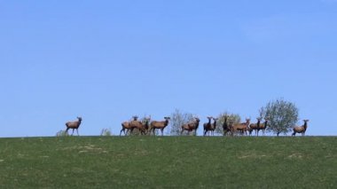 Yeşil çayır üzerinde ilkbaharda otlatma geyik sürüsü. Vahşi hayvanlar esaret içinde. Azaltma nadir hayvanların nüfus ve doğanın korunması. Ekolojik Kültür Derneği. Nadir hayvan. 