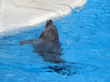 Yunus Havuzu. Tiyatro performans hayvanların su. Neşeli ve şenlikli ruh hali.