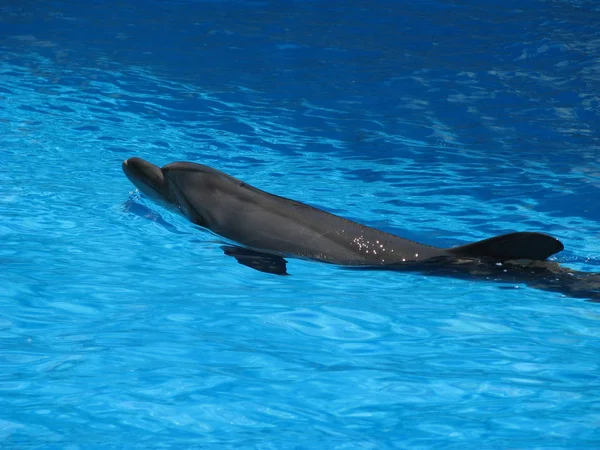 Delfín Piscina Actuación Teatral Animales Agua Ambiente Alegre Festivo — Foto de Stock