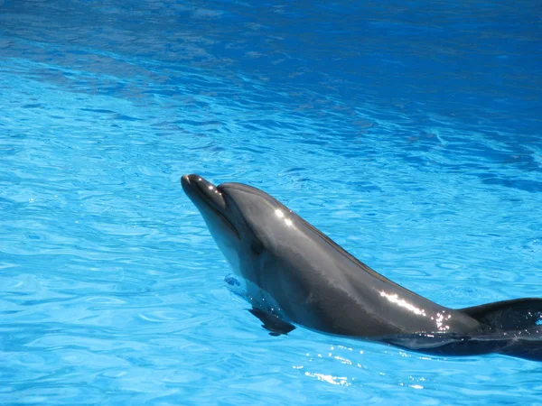 Delphin Pool Theateraufführung Von Tieren Wasser Fröhliche Und Festliche Stimmung — Stockfoto