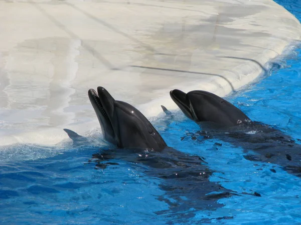 Delfino Piscina Spettacolo Teatrale Animali Acqua Umore Allegro Festivo — Foto Stock