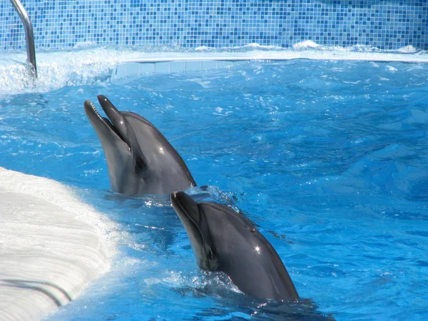 Dolphin in the pool. Theatrical performance of animals in the water. Joyful and festive mood.