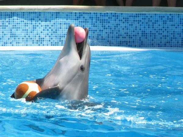 Дельфины Бассейне Играют Мяч Театральное Представление Животных Воде Радостное Праздничное — стоковое фото