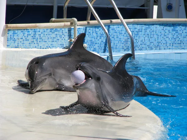 Delfini Piscina Giocano Palla Spettacolo Teatrale Animali Acqua Umore Allegro — Foto Stock