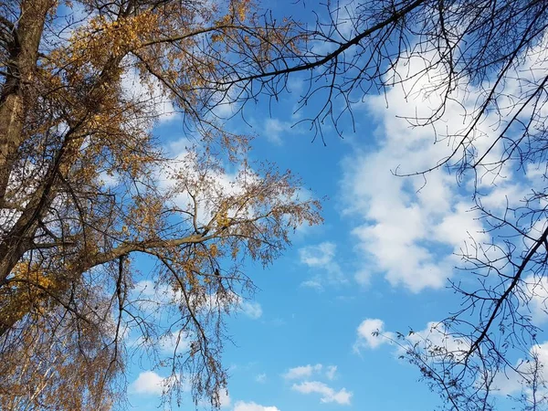 Folhagem amarela brilhante contra um céu azul claro com nuvens. As cores ardentes de uma natureza desvanecendo-se nos raios brilhantes do sol. Mudança de estações e colheita. Humor solene. Árvores de outono no parque — Fotografia de Stock