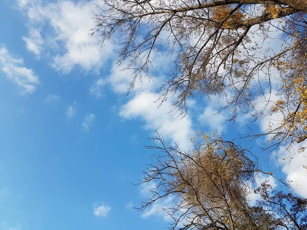 Folhagem amarela brilhante contra um céu azul claro com nuvens. As cores ardentes de uma natureza desvanecendo-se nos raios brilhantes do sol. Mudança de estações e colheita. Humor solene. Árvores de outono no parque — Fotografia de Stock