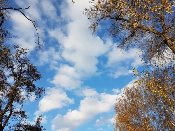 Leuchtend gelbes Laub vor einem klaren blauen Himmel mit Wolken. Die feurigen Farben einer verblassenden Natur in den hellen Strahlen der Sonne. Wechsel von Jahreszeiten und Ernte. Feierliche Stimmung. Herbstbäume im Park — Stockfoto